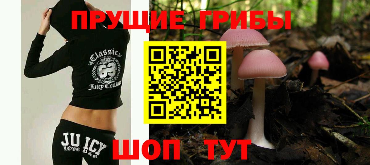 Сосновый Бор  как найти наркотики  Вход с VPN  Псилоцибиновые грибы Psilocybine cubensis  Псилоцибиновые грибы Psilocybine cubensis 